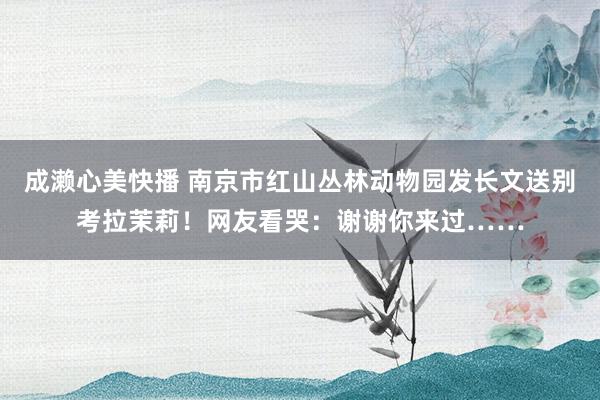 成濑心美快播 南京市红山丛林动物园发长文送别考拉茉莉！网友看哭：谢谢你来过……